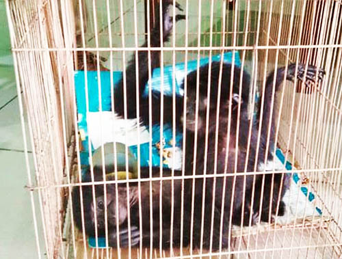 A New Hope for Two Siamang Gibbons Back in the Wild Habitat (October 28, 2017)