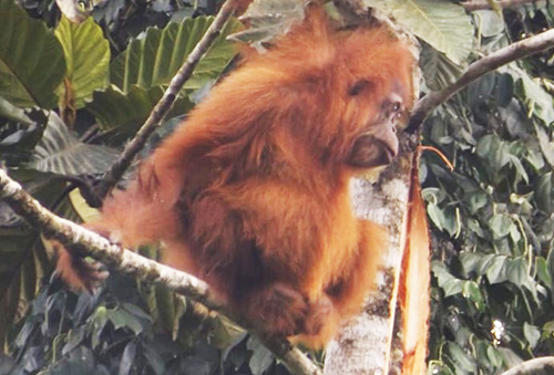 Habitat of Tapanuli Orangutan is Destroyed by Unknown People (July 22, 2019)