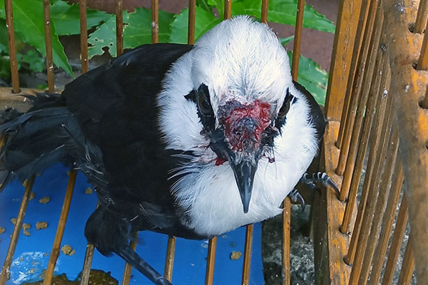 Illegal Keeping of Four Endemic Songbirds in Batang Toru Ecosystem, Sumatra (September 24, 2020)