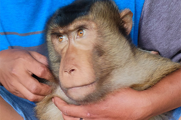 Handover of 2 Macaques in Batang Kuis, Deli Serdang Regency (September 03, 2021)