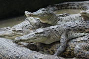 The World's Largest Crocodile Farm is not Very Good in Caring for Other Wildlife’s