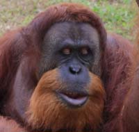 Case 04 orangutan