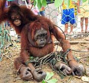 The 'Most Harrowing Rescue Ever' of Orangutans, Mail Online (September 12, 2015)