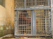 The DODO Reports Poor Cages of Orangutan in Mirah Fantasia (September 2, 2015)