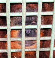 SCORPION Appeals to End Cruelty to Orangutan in Medan Zoo (October 23, 2015)