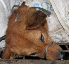 Dog Restaurant Puts Animal in Barbaric Conditions (September 27, 2015)