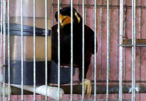 Protected Nias Parrot Enters Aceh West-Coast (September 24, 2015)