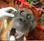 Orangutan Dies After Being Shot 22 Times (October 22, 2015)