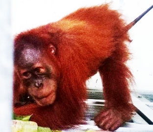 Police and the Wildlife Authority Bust Orangutan Trade in Binjai, Sumatra (January 31, 2022)