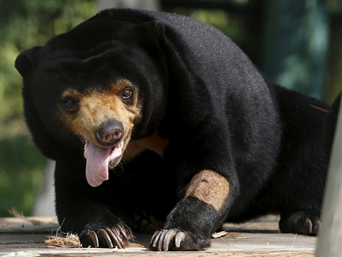 Two sun bears injured by wire traps in North Sumatra national park 