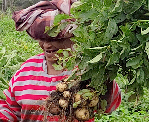 Indigenous People and Local Community in East Batangtoru Orangutan Metapopulation Harvesting Potatoes (February 11, 2023)