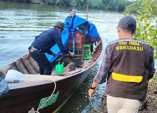 North Sumatra Provincial Wildlife Authority (BBKSDA-SU) and Scorpion Indonesia Foundation Return 12 Long-tailed Macaques in the Wild