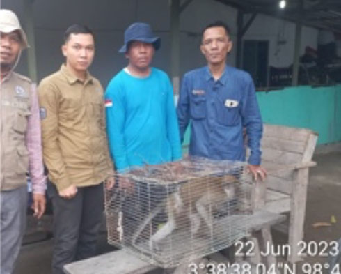 Evacuation of a Long-tailed Macaque from Tanjung Mulia Village, Medan (June 22, 2023)