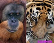 Orangutans and Tigers Under Serious Threats by New Road in Singkil (September 21, 2015)