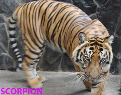 Sumatran tiger 001