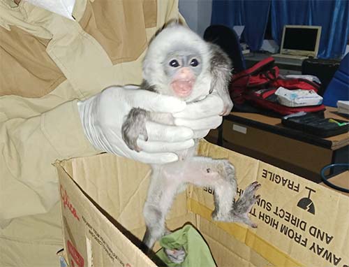 Scorpion Foundation and BBKSDASU joint team rescue two protected animals from Mandailing Natal regency (September 27, 2024