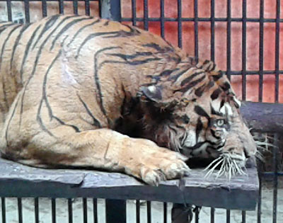  Sumatran Tiger in Seblat Park (Sumatra) Looks Unhealthy and Needs Urgent Help (May 13, 2016)