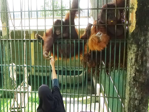 Direct Contacts between Orangutans and Visitors and Cruelty to Elephants in Bukittinggi Zoo Must be Stopped (May 15, 2016)  