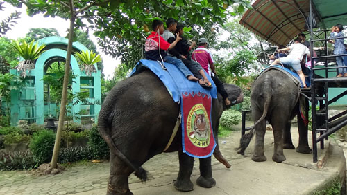 The World Most Cruellest Animal Attraction a Favorite Event in Jambi Zoo, Sumatra (May 21, 2016)