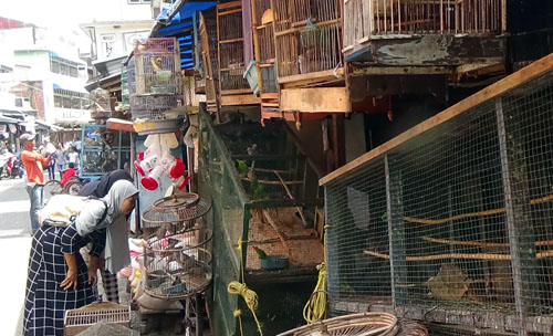 Approximately 3,000 Illegal Birds On Sale in Jambi, Sumatra (May 22, 2016)