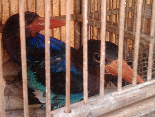 Sales of Illegal Wildlife Continue in Jatinegara Market (May 12, 2016)