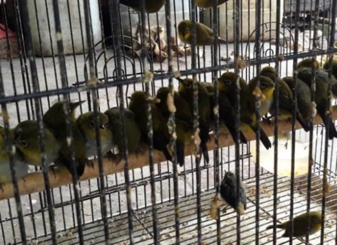 Thousands of birds Sent Illegally from Bengkulu (Sumatra) to Jakarta Every Month (May 8, 2016)