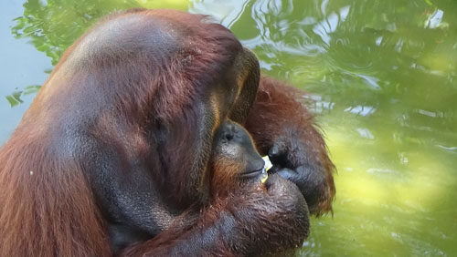 Supervision of orangutans in Kandi Zoo Sawahlunto (Sumatra) is Weak, Scorpion Insists Improvement (May 19, 2016)