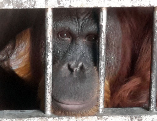 Scorpion Insists Singkawang Zoo in Borneo to End Cruelty to Orangutan and Elephant (May 24, 2016)