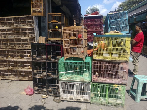 SCORPION Reports Illegal Wildlife Sale in Wates, Kulon Progo, to BKSDA Yogyakarta (May 20, 2016)