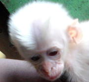 SCORPION Offers Assistance to Confiscate Infant of Endangered Mitred Leaf Monkey (November 9, 2015)