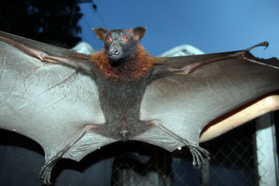 02a. Fruit bat under threat