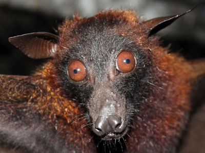 03a. Fruit bat