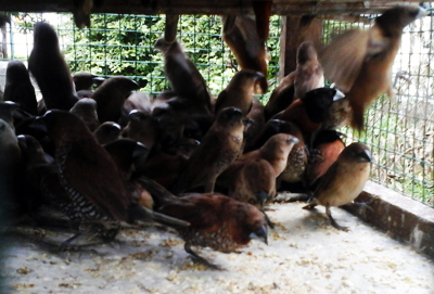 04_Birds on sale at Jalan Imam Bonjol Medan_1