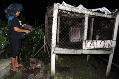 06a. Mrs. Andreas Ginting feeding fruit bats with babana