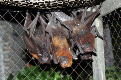 08a. Fruit bats in cages