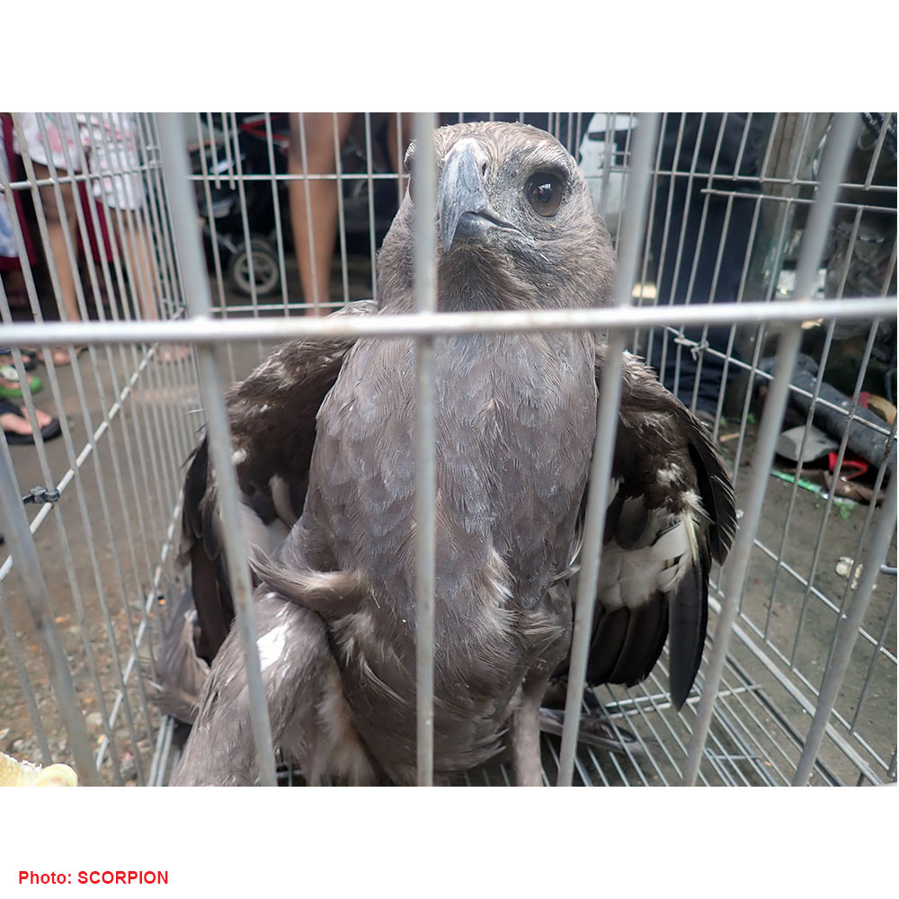 Rescuing an eagle (Nisaetus cirrhatus), from Labuhan Deli, Medan City (June 03, 2021)