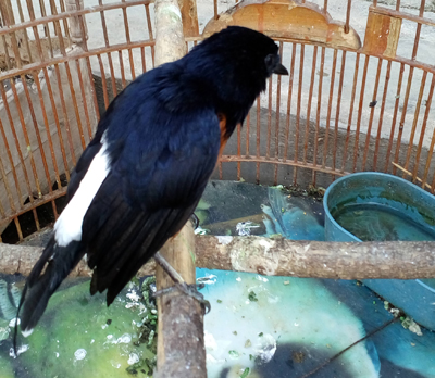 01_white-rumped shama (Copsychus malabaricus) copy