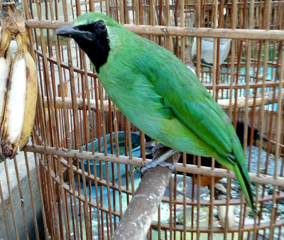 02_Greater green leafbird (Chloropsis sonnerati copy