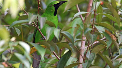 MarEx_Great-Green-Leafbird 16x9 copy