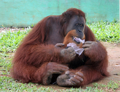 001_Orangutan makan plastik di Kebun Binatang Medan. 20 Desember 2015