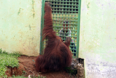 002_Orangutan kontak langsung dengan pengunjung di Kebun Binatang Medan. 20 Desember 2015