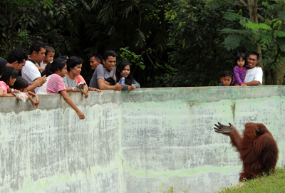 003_Pengunjung dapat melemparkan apa saja kepada orangutan di Kebun Binatang Medan. 20 Desember 2015