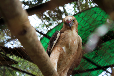 005_Burung yang luka di Kebun Binatang Medan. 20 Desember 2015