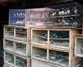 ILLEGAL WILDLIFE TRADE IN JAKARTA OUT OF CONTROL (October 15, 2015)