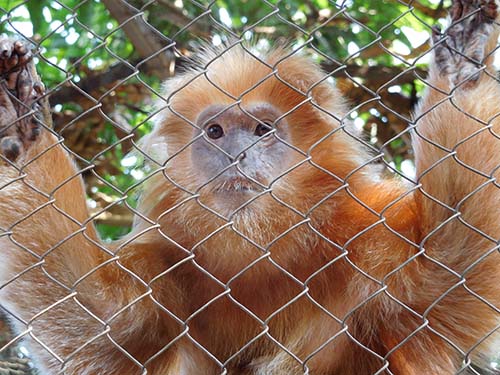 MoEF's Law Enforcement Agency Confiscates Four Protected Apes From an Illegal Owner in Jakarta (August 11, 2017)