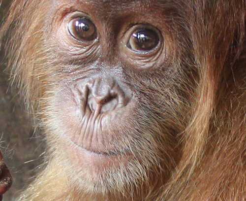 Latest Assessment: 71 Thousands Orangutans Left (August 22, 2017)