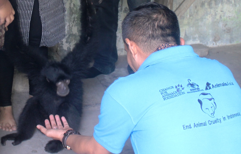 BBKSDA and Scorpion Rescue Two Gibbons in Medan, Sumatra (July 6, 2017)