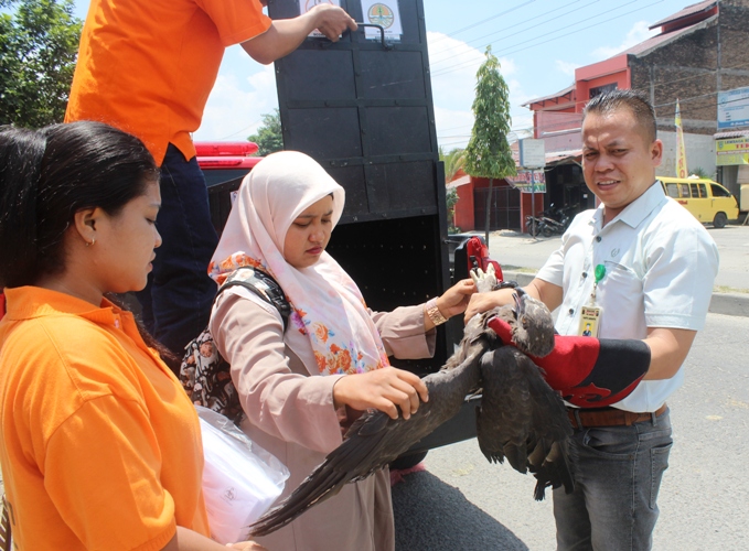 BBKSDA and Scorpion Confiscate One More Eagle in Medan (August 23, 2017)