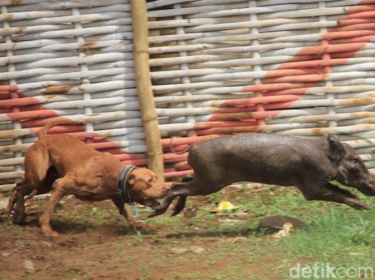 Police Closes Down Dog-Wild Boar  Fight in Pacet,  Bandung, West Java (October 25, 2017) 