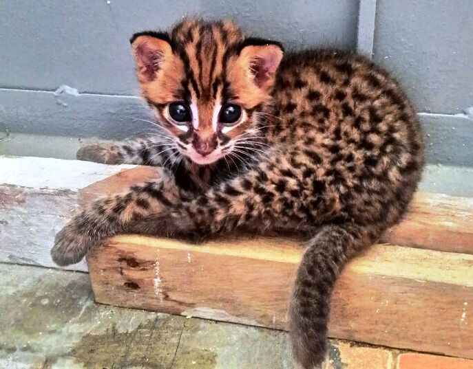 The unfortunate fate of a leopard cat in Rantau Prapat, Sumatra